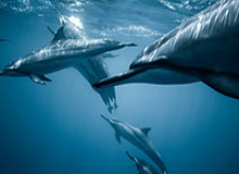 被99tk图库手机版诱导下载后怎么办？手机自检的6个步骤：这比你想的更重要